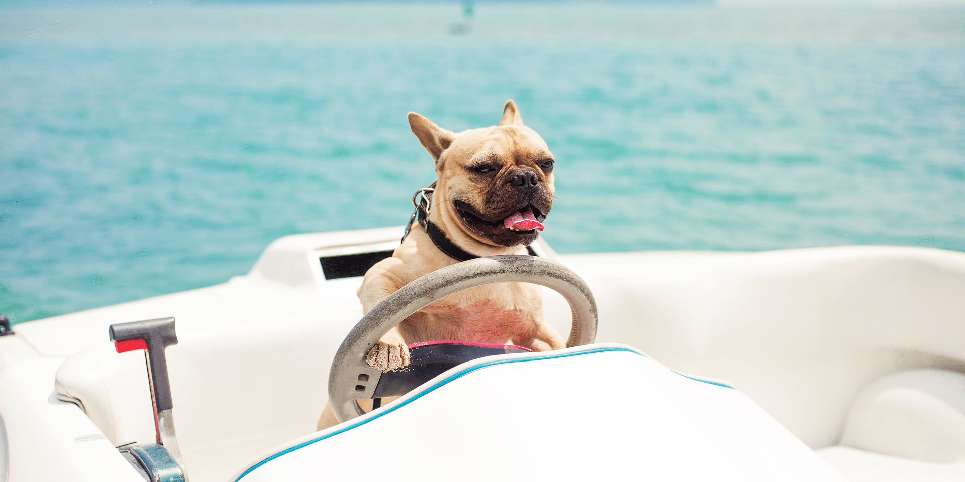 Safe Boating with Dogs